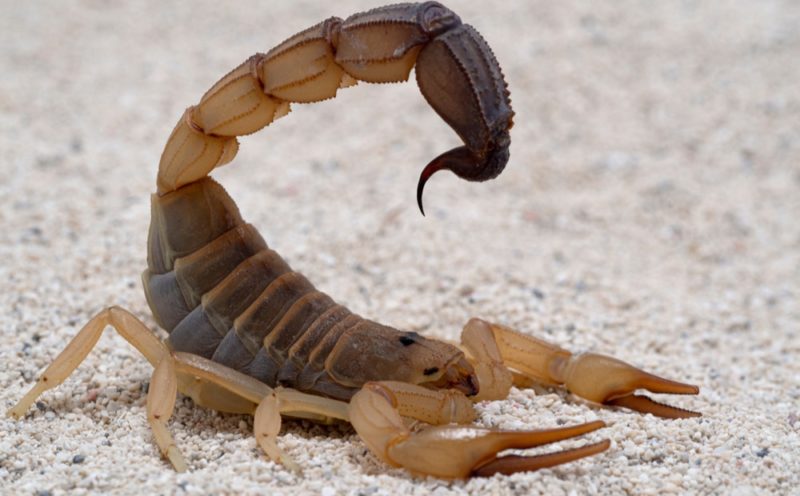 Escorpi&otilde;es invadiram casas ap&oacute;s tempestade – Foto: Ernie Cooper/Divulga&ccedil;&atilde;o/ND