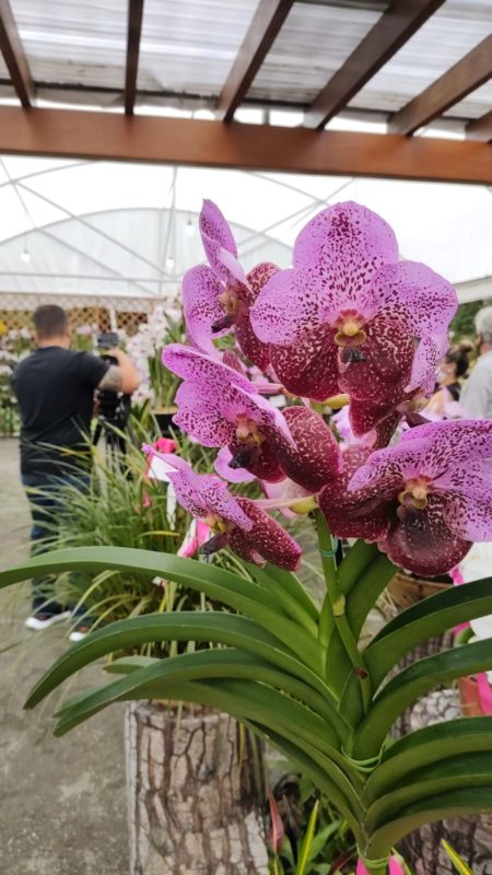 Festival de Pipa em Mogi na Avenida das Orquídeas 