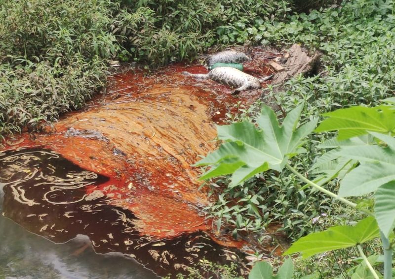 Morador local fotografou os animais – Foto: Guga Andrade/Divulga&ccedil;&atilde;o/ND