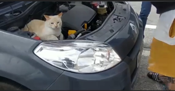 Gatinho foi resgatado – Foto: GMF/Divulga&ccedil;&atilde;o/ND