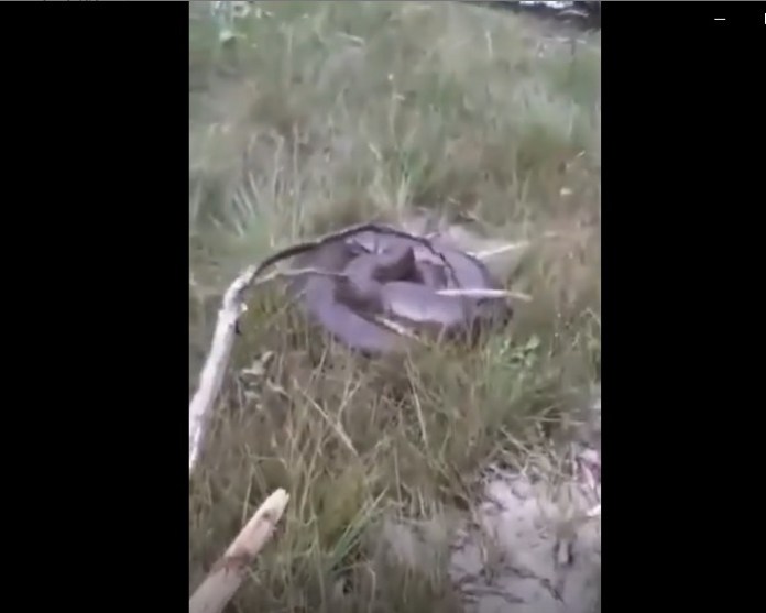 Homem cutuca sucuri com vara curta – Foto: Internet/Divulga&ccedil;&atilde;o