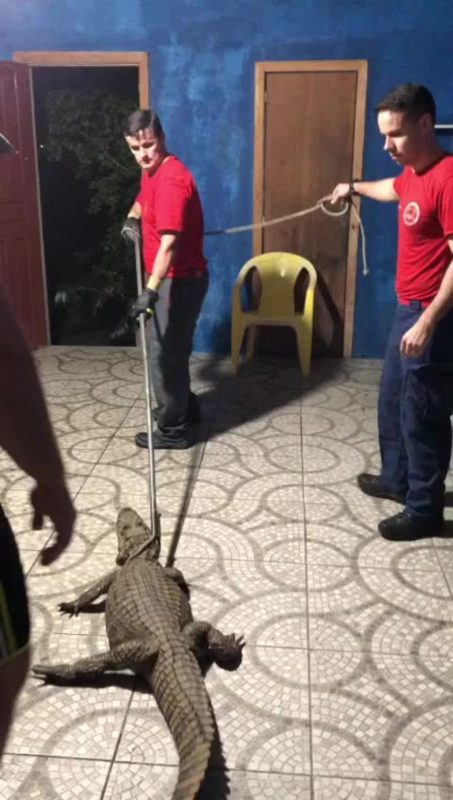 Bombeiros afirmaram que este &eacute; o maior jacar&eacute; capturado nesta semana, com 1,6 metro – Foto: Corpo de Bombeiros/Divulga&ccedil;&atilde;o