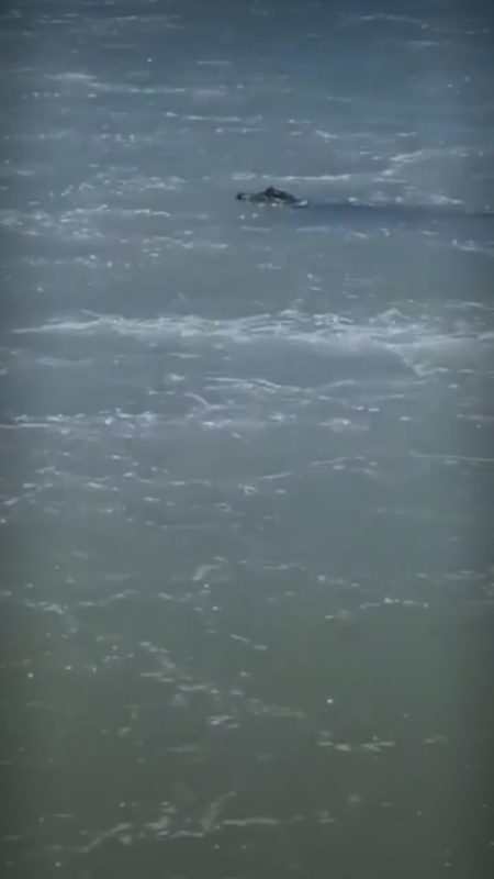 Jacar&eacute; foi encontrado ‘nadando’ na praia de Canasvieiras – Foto: Divulga&ccedil;&atilde;o/ND