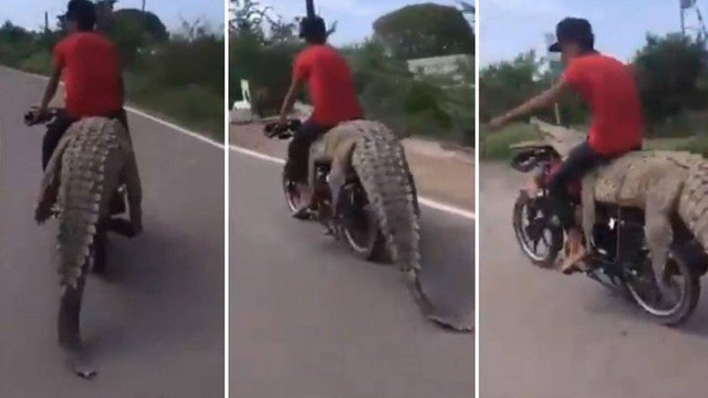 V&iacute;deo mostra homem pilotando moto sentado em crocodilo de 2,5 metros – Foto: Reprodu&ccedil;&atilde;o/ND
