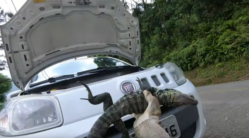 Lagarto deu trabalho para o biólogo