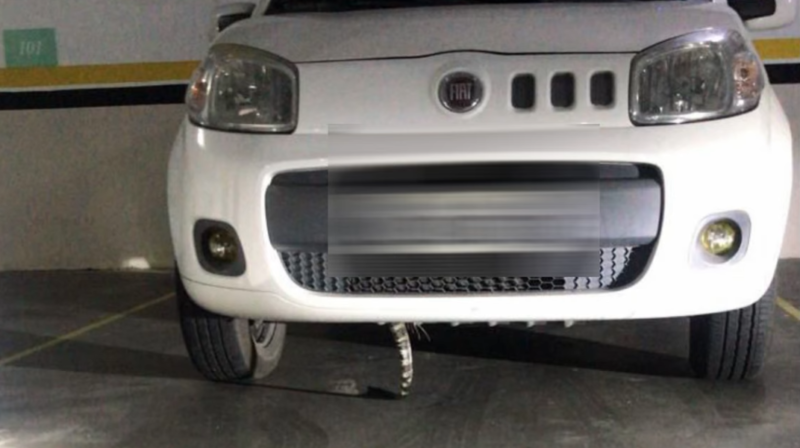 Rabo do lagarto foi visto pela propriet&aacute;ria do ve&iacute;culo – Foto: Gilberto Duwe/Reprodu&ccedil;&atilde;o/ND