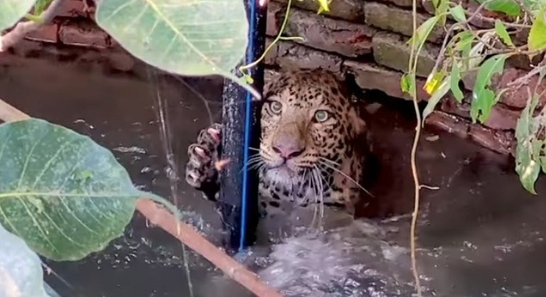 Animal caiu em po&ccedil;o e foi resgatado depois de ser visto por um fazendeiro local – Foto: Reprodu&ccedil;&atilde;o/Wildlife SOS