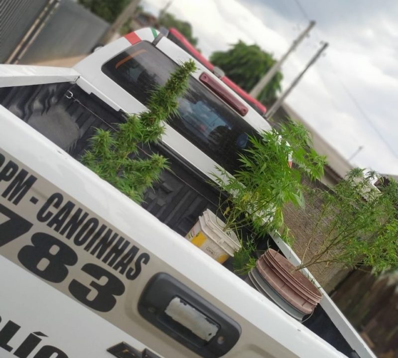 Planta&ccedil;&atilde;o foi flagrada ap&oacute;s usu&aacute;rio ser abordado e contar onde comprou a droga – Foto: PM/Divulga&ccedil;&atilde;o/ND