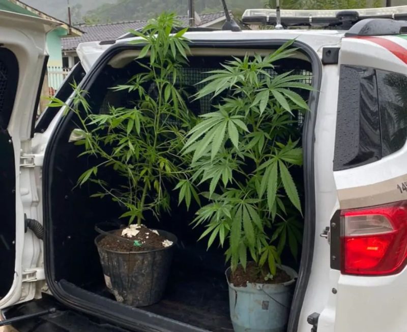 Vasos foram flagrados em casa no bairro Jo&atilde;o Pessoa na quinta-feira (18) – Foto: PM/Divulga&ccedil;&atilde;o/ND