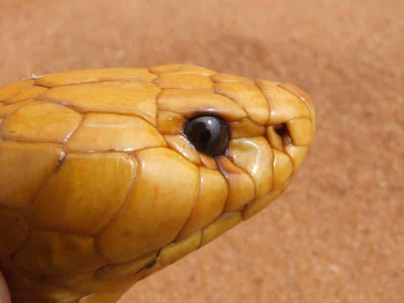 Foto mostra rosto de cobra de perto