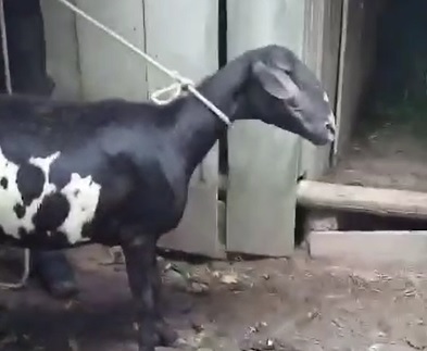 Cabra tinha dificuldade para andar depois de ser trancada em espa&ccedil;o de um metro quadrado – Foto: Reprodu&ccedil;&atilde;o/Instagram