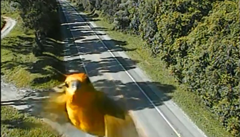 Can&aacute;rio da Terra apareceu na c&acirc;mera na segunda-feira (22) e flagrante foi compartilhado nas redes sociais – Foto: Reprodu&ccedil;&atilde;o/Arteris Planalto Sul