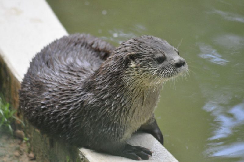 O Zoo Pomerode recebe animais resgatados pela Pol&iacute;cia Militar Ambiental que n&atilde;o podem retornar &agrave; natureza – Foto: Arquivo/Zoo Pomerode