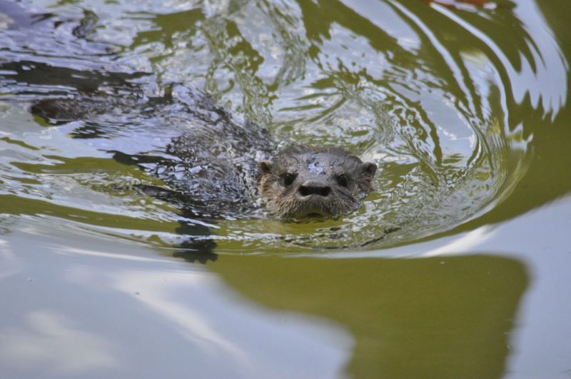 As lontras s&atilde;o carism&aacute;ticas moradoras do Bioparque – Foto: Arquivo/Zoo Pomerode