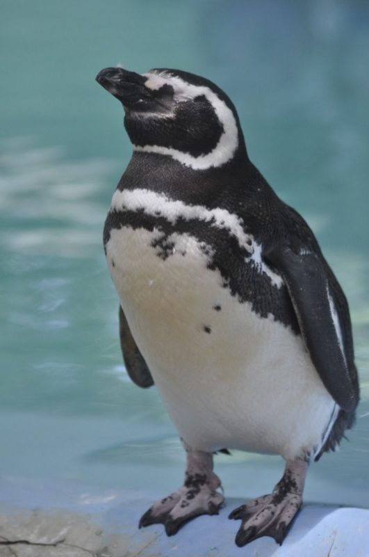 Por ter ficado com sequelas do atropelamento o pinguim Betinho não pode ser devolvido a natureza &#8211; Foto: Arquivo/Zoo Pomerode