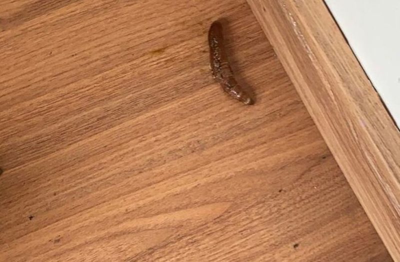 Piolho-de-cobra, animal que picou a jovem que teve rea&ccedil;&otilde;es no p&eacute; – Foto: Reprodu&ccedil;&atilde;o/Internet