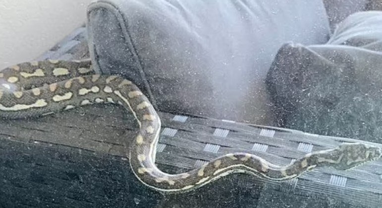 Cobra foi flagrada em sof&aacute; na varanda e internautas deixaram conselho para a dona da casa – Foto: Reprodu&ccedil;&atilde;o/Facebook