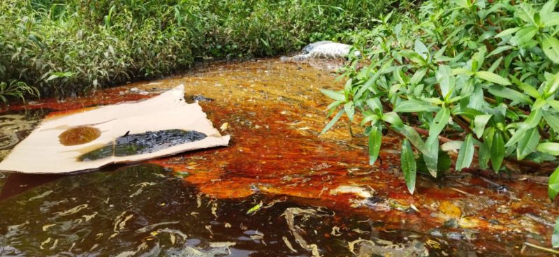 Poluição e morte de jacarés é investigada em Florianópolis