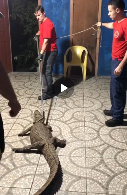 Animal foi resgatado por bombeiros e devolvido ao habitat natual – Foto: Corpo de Bombeiros/Divulga&ccedil;&atilde;o