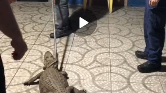 Mais um jacaré: animal de 1,6 metro assusta em lanchonete na Grande Florianópolis