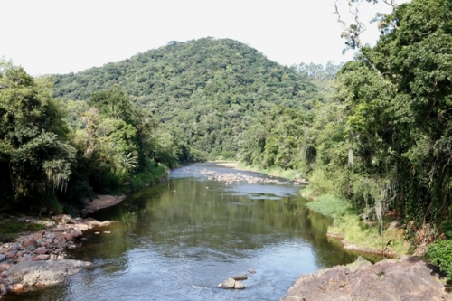 Foto do Rio Cubatão, em Joinville (SC). Na porção inferior da foto e até a metade dela, aparece o rio, que está cercado por vegetação e ao fundo um morro verde. 