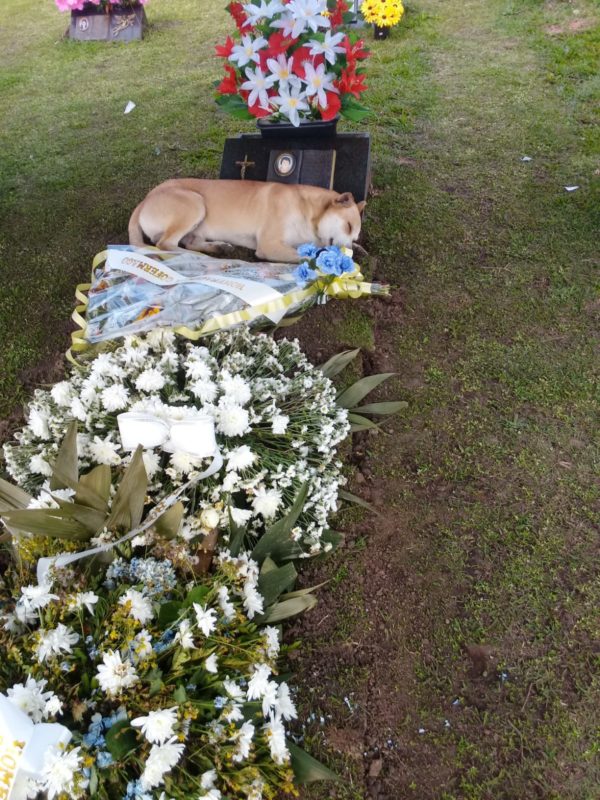 C&atilde;o ao lado da sepultura familiar. A imagem do senhor Maurilio ainda n&atilde;o estava na l&aacute;pide porque a morte ocorrera recentemente.&nbsp; – Foto: Funer&aacute;ria S&atilde;o Gabriel/Divulga&ccedil;&atilde;o ND