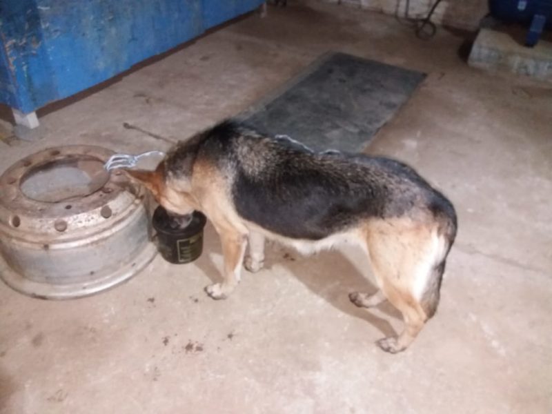 Cão da raça pastor alemão foi resgatado e levado a um abrigo da Prefeitura de Barra Velha