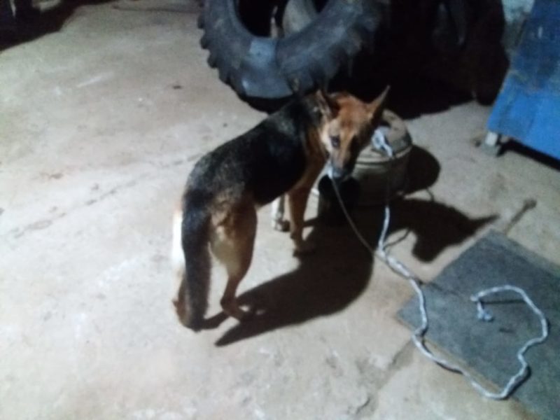 Cão estava amarrado por um pedaço de corda – Foto: Bombeiros Militares de Barra Velha/Divulgação ND