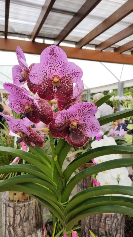 Maior exposi&ccedil;&atilde;o de orqu&iacute;deas de SC acontece neste fim de semana em Blumenau – Foto: Maikon Costa/NDTV Record Joinville