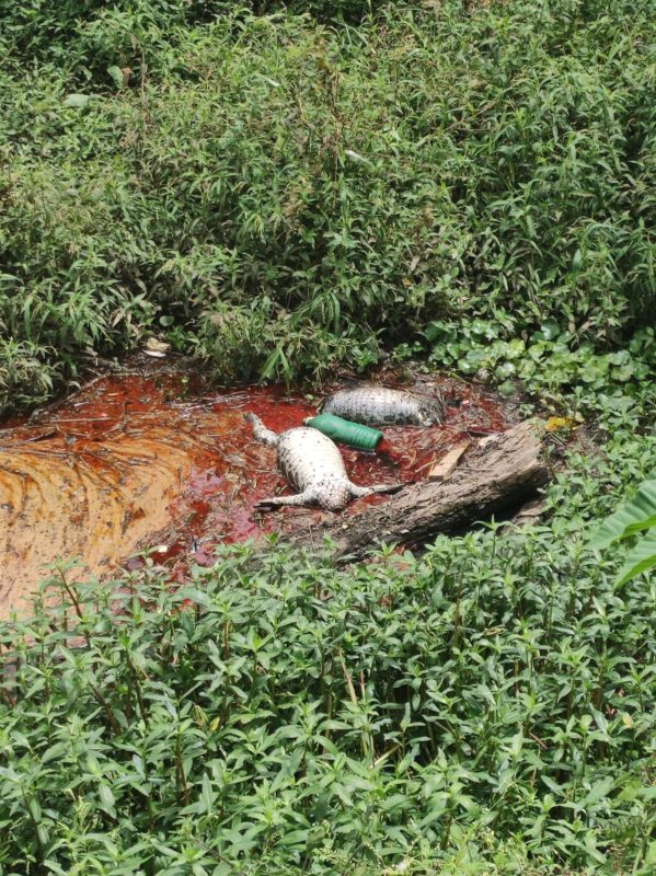 Animais estavam boiando em meio ao &oacute;leo – Foto: Guga Andrade/Divulga&ccedil;&atilde;o/ND