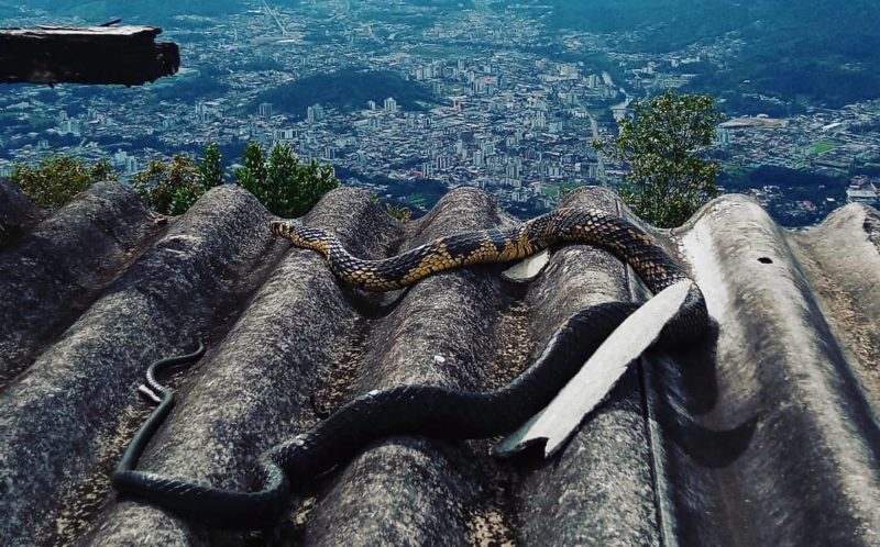 serpente flagrada em cima de telhado