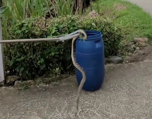 Serpente foi resgatada depois de picar cachorro – Foto: Internet/Reprodu&ccedil;&atilde;o/ND