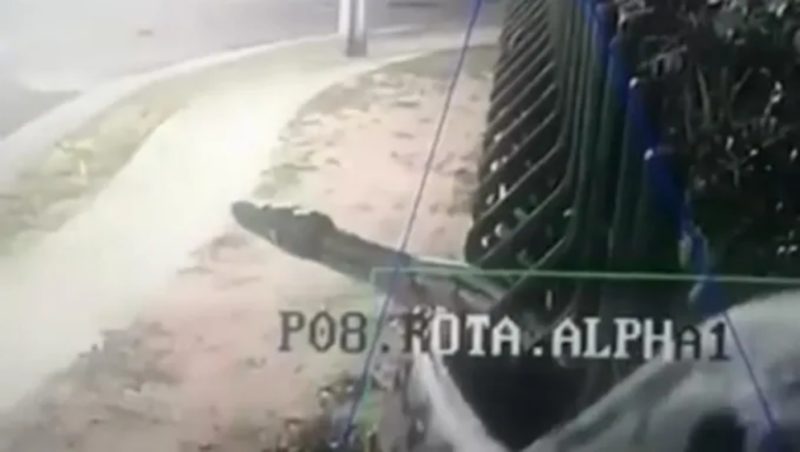 C&acirc;mera de seguran&ccedil;a flagra cobra gigante em condom&iacute;nio em Manaus – Foto: Reprodu&ccedil;&atilde;o/ND