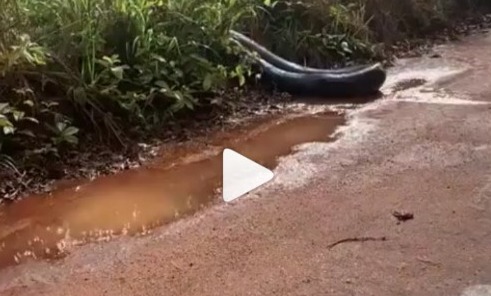 Cobra gigante foi flagrada por pessoas que caminhavam na estrada – Foto: Reprodu&ccedil;&atilde;o/Internet