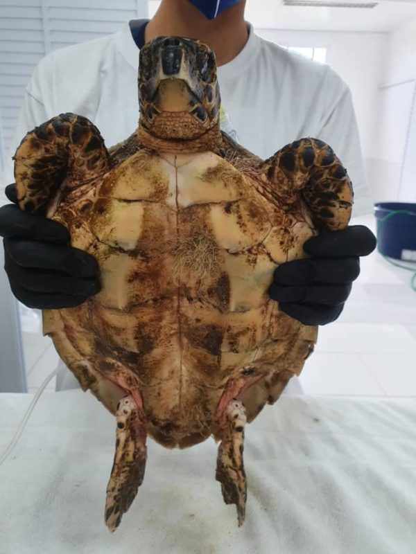 Animal n&atilde;o apresenta ferimentos – Foto: PMP-BS/Udesc/Divulga&ccedil;&atilde;o/ND