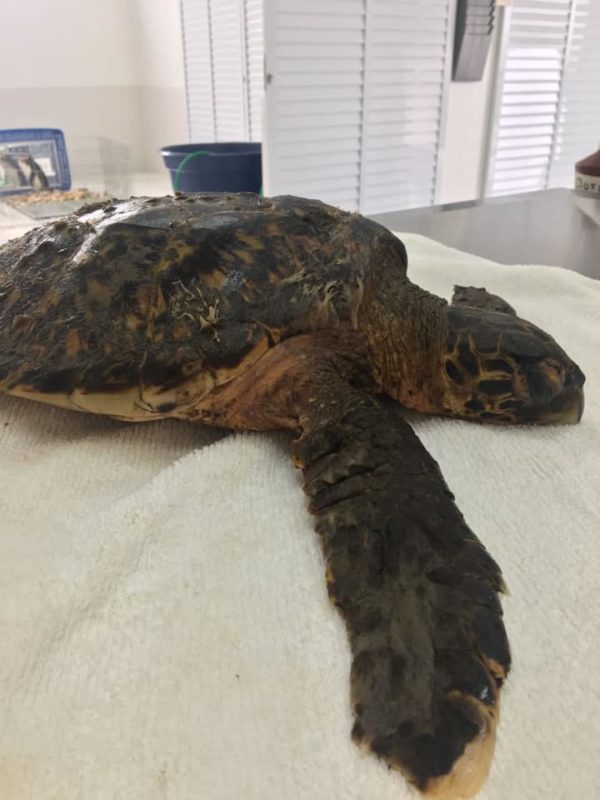 Tartaruga resgatada em praia de Laguna – Foto: PMP-BS/Udesc/Divulga&ccedil;&atilde;o/ND