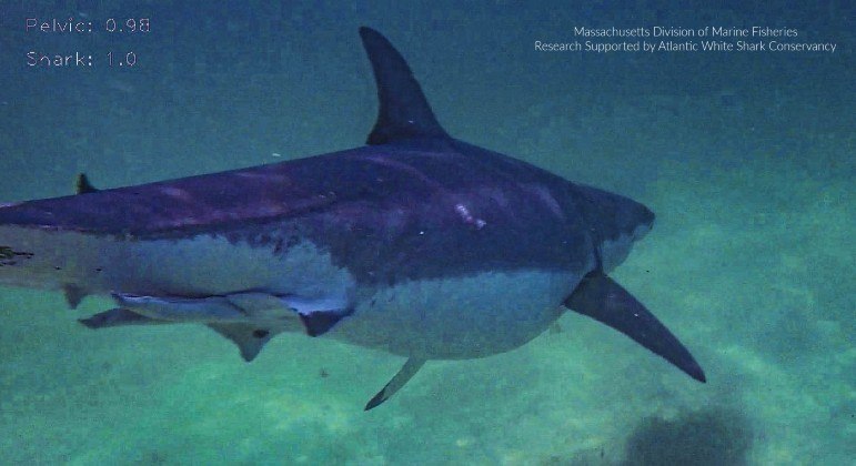“Saliência” foi flagrada por uma câmera e imagem chamou a atenção – Foto: Reprodução/Facebook/Atlantic White Shark Conservancyic