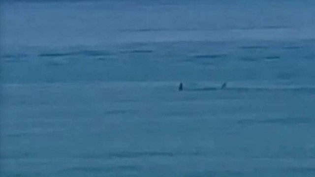 Tubar&atilde;o foi visto no mar antes do ataque – Foto: Reprodu&ccedil;&atilde;o