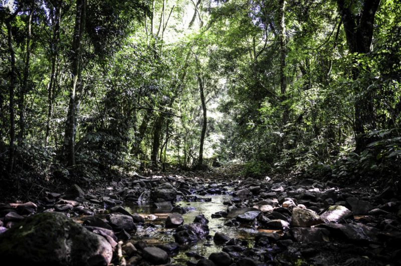 Casan renova conv&ecirc;nio para prote&ccedil;&atilde;o da mata ciliar – Arquivo/Casan/ND