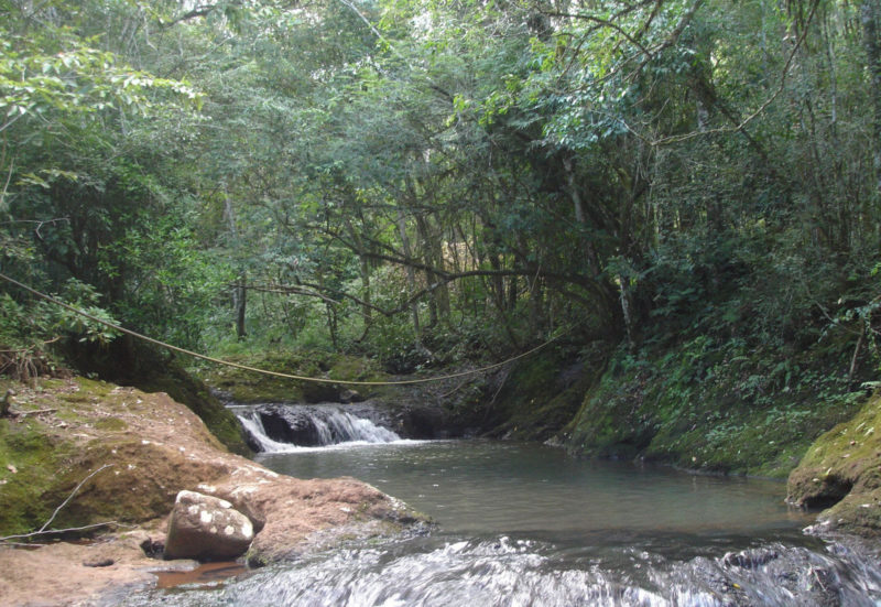Casan renova conv&ecirc;nio para prote&ccedil;&atilde;o da mata ciliar – Arquivo/Casan/ND