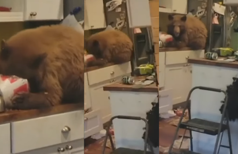urso invadiu casa e comeu frango, sendo filmado pelo morador