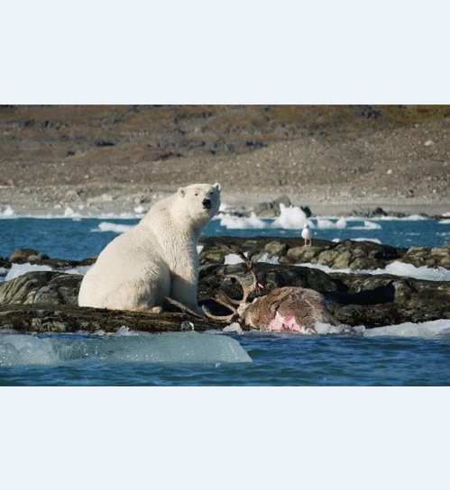 Urso polar após caçar rena na Noruega &#8211; Foto: Urso Springger/Reprodução/ND