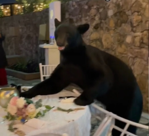 Urso deu uma de penetra e n&atilde;o s&oacute; foi na festa como fez bagun&ccedil;a na decora&ccedil;&atilde;o – Foto: Reprodu&ccedil;&atilde;o/Internet