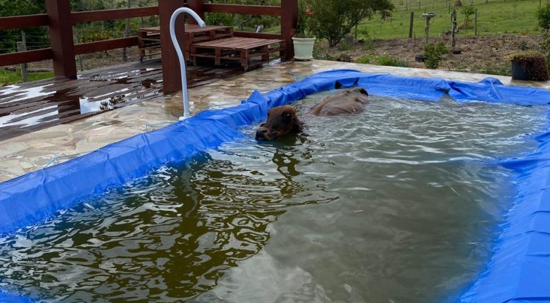 Vaca invade chácara e depois cai dentro de piscina