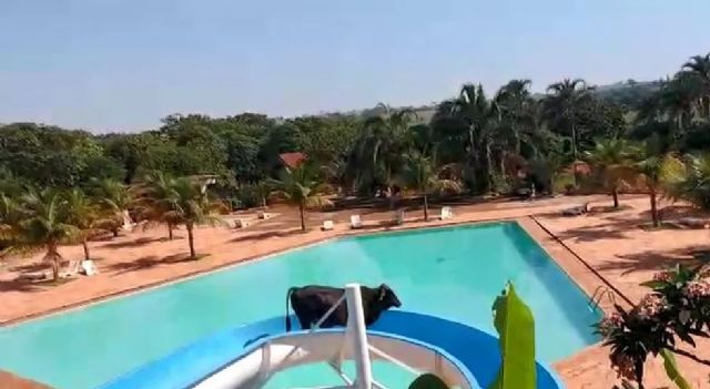 Vaca escorrega em tobo&aacute;gua e cai na piscina em SP &mdash; Foto: Reprodu&ccedil;&atilde;o/ND