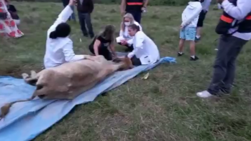 Animais foram resgatados pelas equipes da Dibea e da Guarda Municipal – Foto: GMF/Divulga&ccedil;&atilde;o/ND