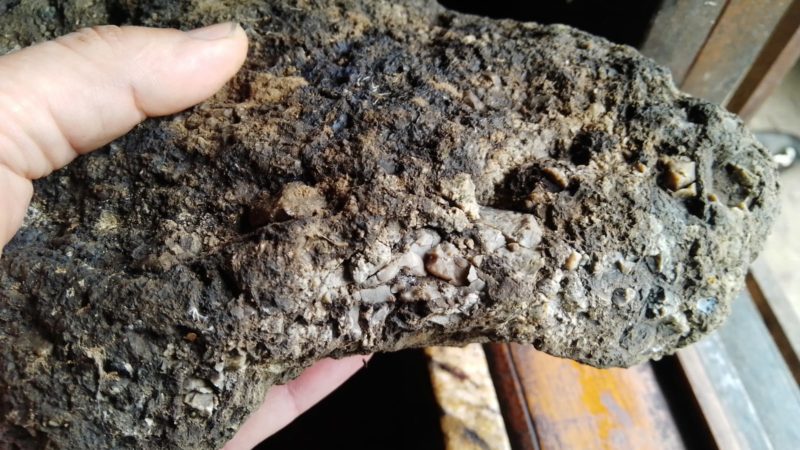 Morador do Litoral Norte acredita ter encontrado ‘v&ocirc;mito de baleia’ ap&oacute;s ressaca no inverno – Foto: Arquivo Pessoal/Divulga&ccedil;&atilde;o/ND