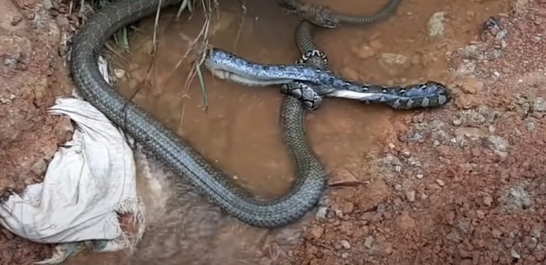 Veja a disputa intrigante entre duas cobras para devorar uma perereca -  CenárioMT