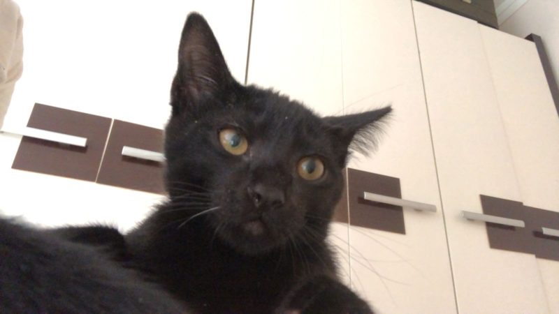 O animal desapareceu por volta das 14 horas em Blumenau – Foto: Arquivo Pessoal