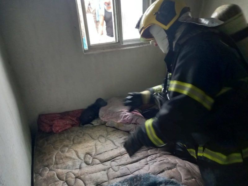 Filhote estava encurralado em colch&atilde;o em meio a inc&ecirc;ndio – Foto: Corpo de Bombeiros/Reprodu&ccedil;&atilde;o